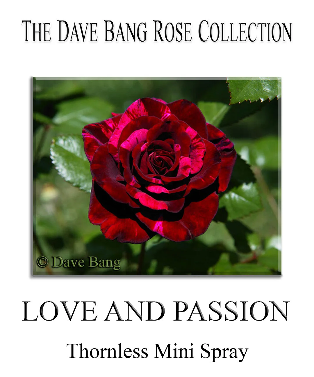 The Dave Bang Collection — K and M Nursery